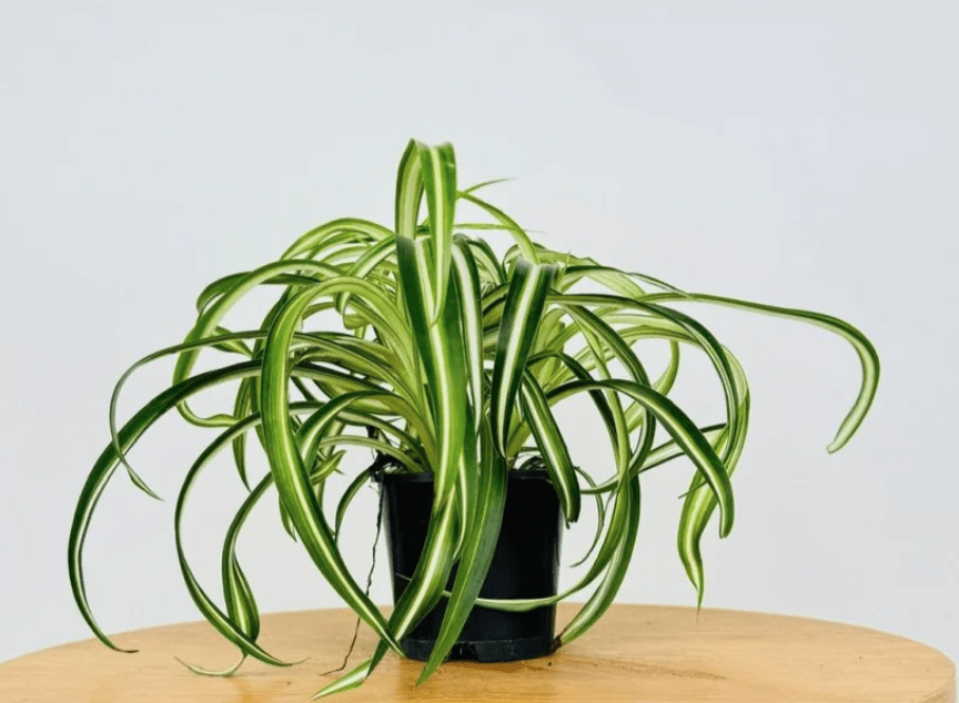 Curly Spider Plant on a wooden counter